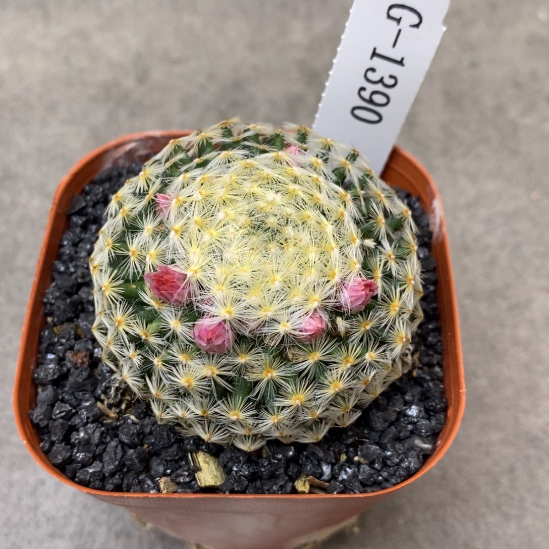 喵***柒G1390花有转盘仙人球花开