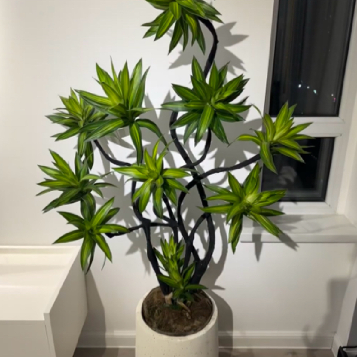 【家庭软装植物】百合竹带盆康巴什伊旗免费配送