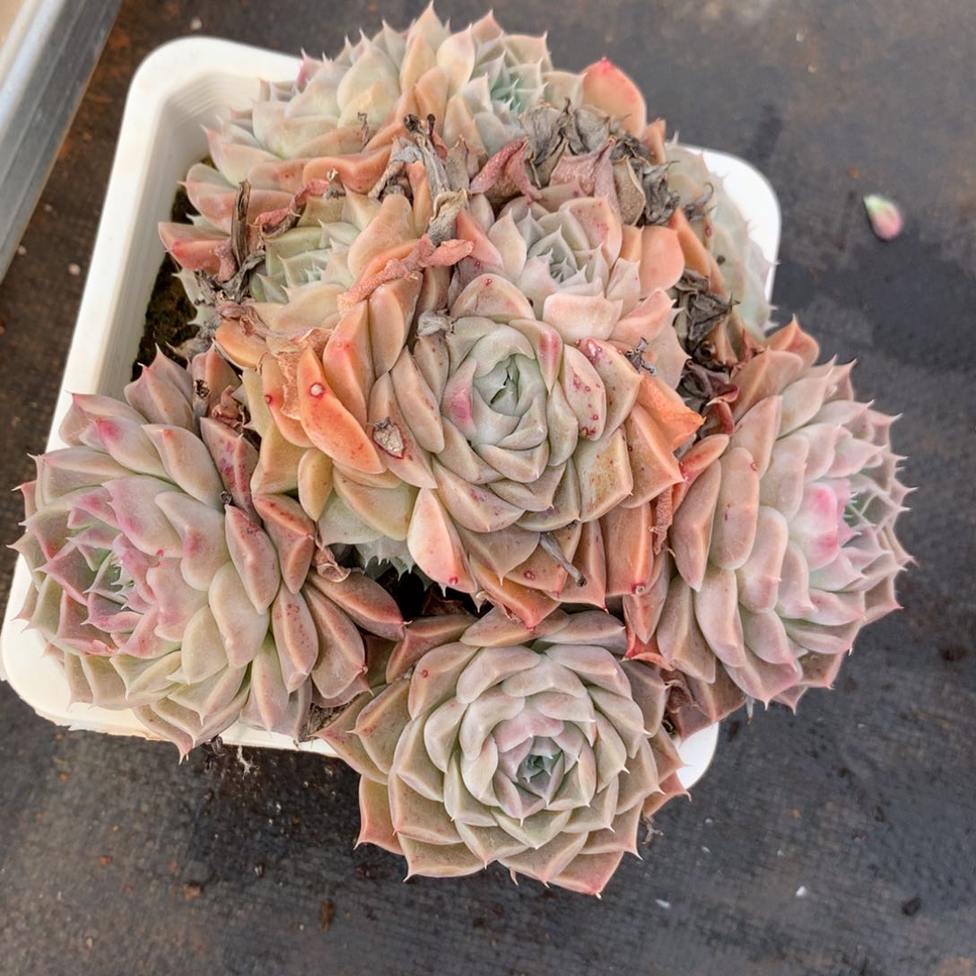 2763杂交精品基地15厘米