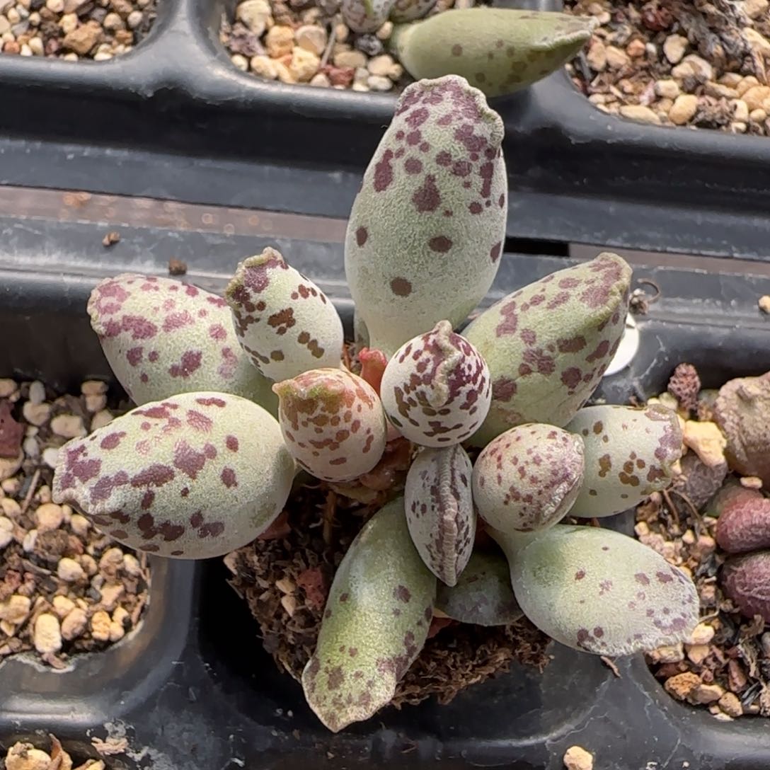 紫海豹水泡多肉植物