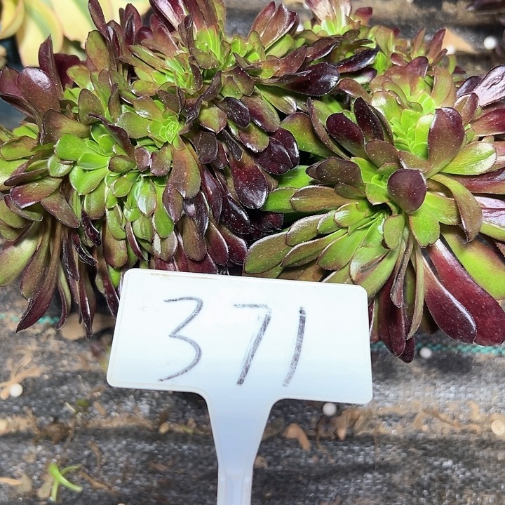 多肉植物的欧子缀花