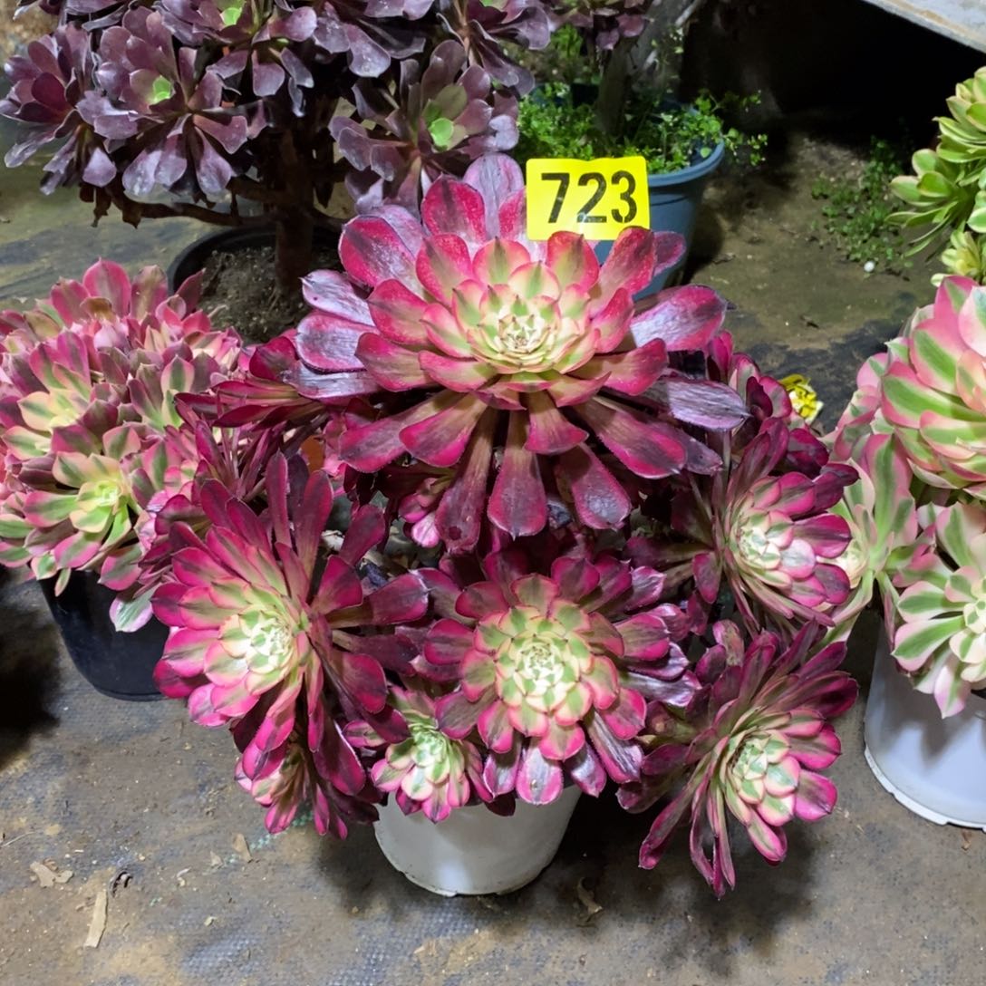 红通白多肉法师723