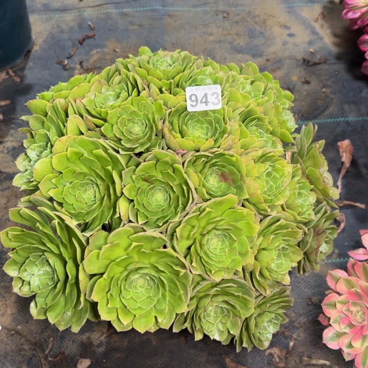 万圣夜拉丝943多肉法师