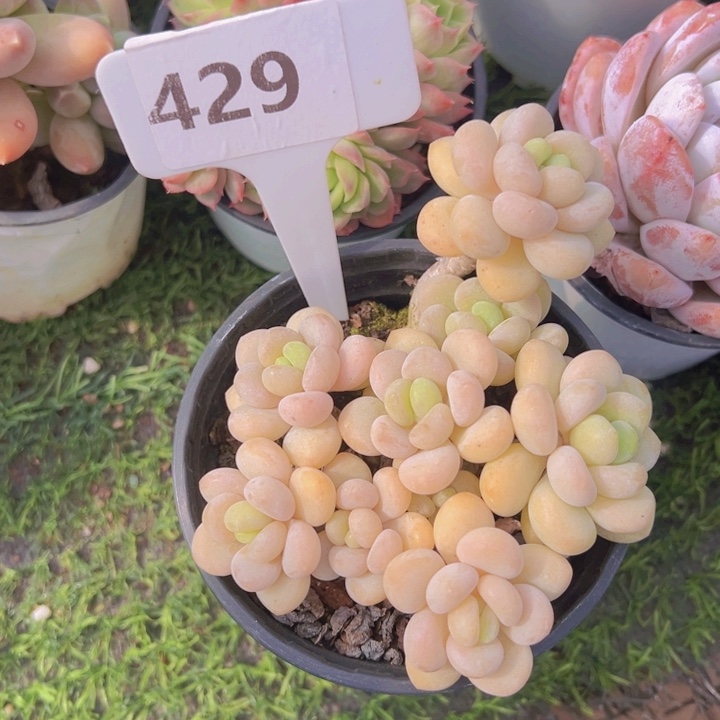 健健康康平平安安