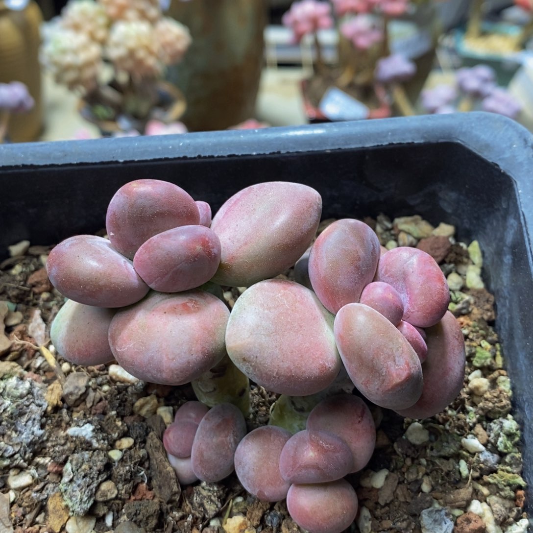 007 芒果奶金蟾KK