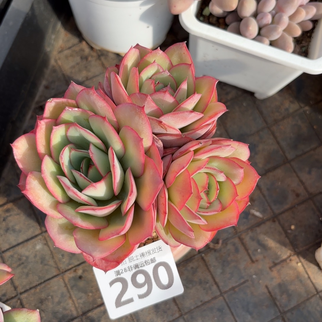 牡丹亭老桩无盆土发货