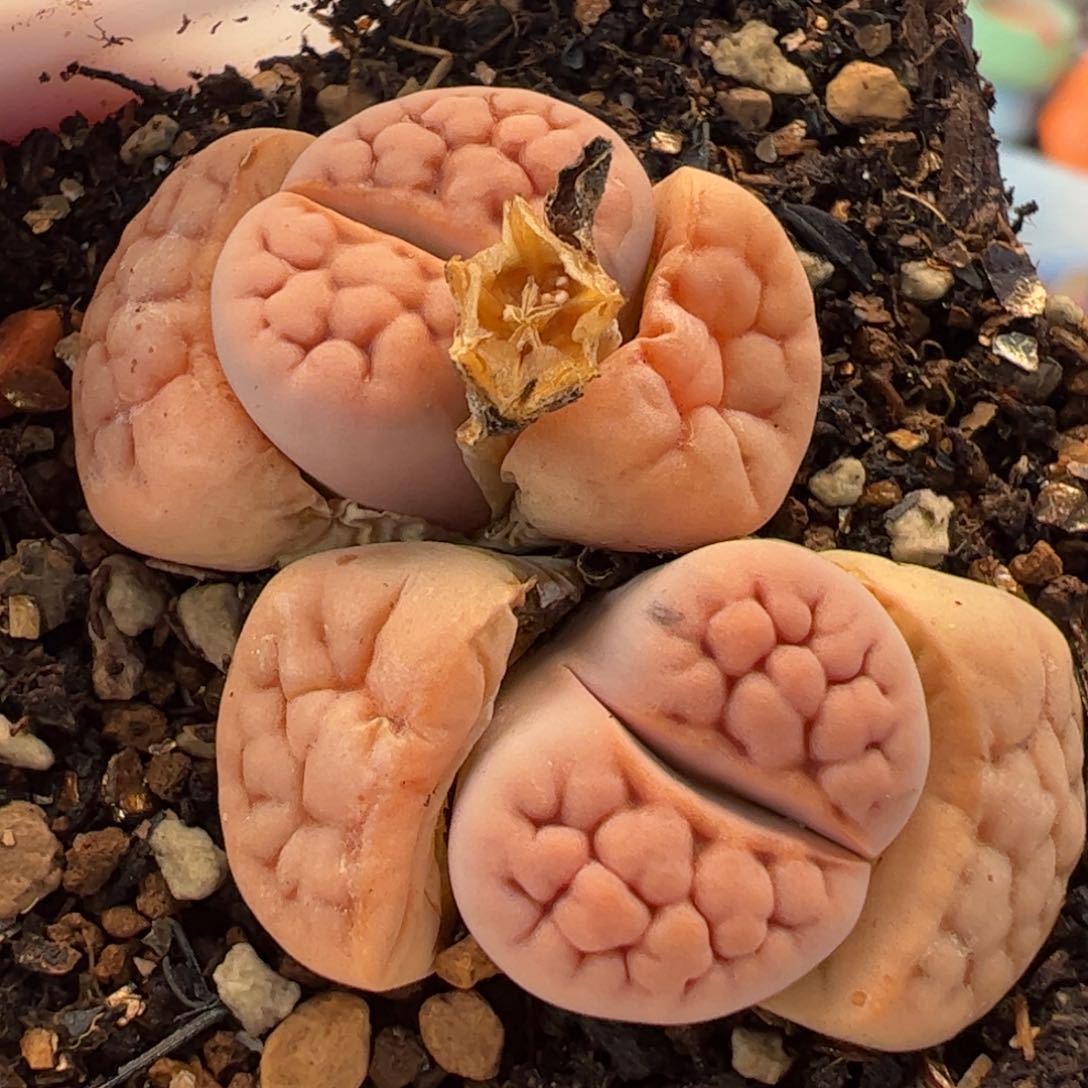 963多肉植物百科