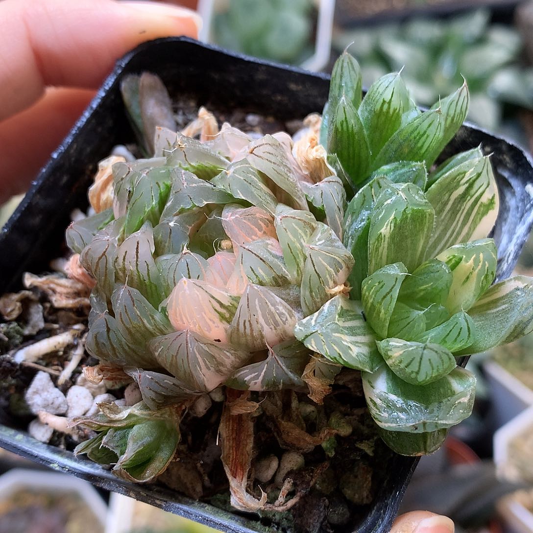 花火玉露锦带盆土发货
