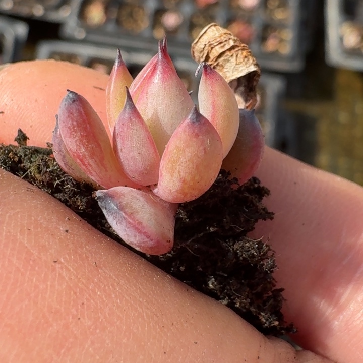 幽鬼覆轮一物一拍124