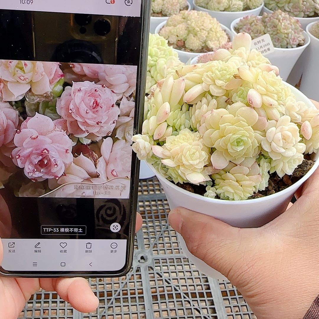 1129-24（ttp-33）优选