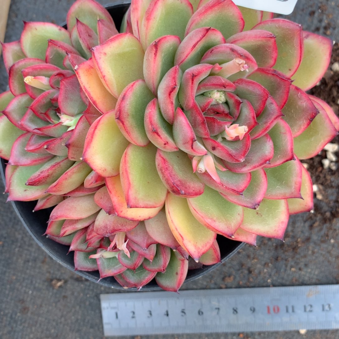 5095杂交精品基地12厘米