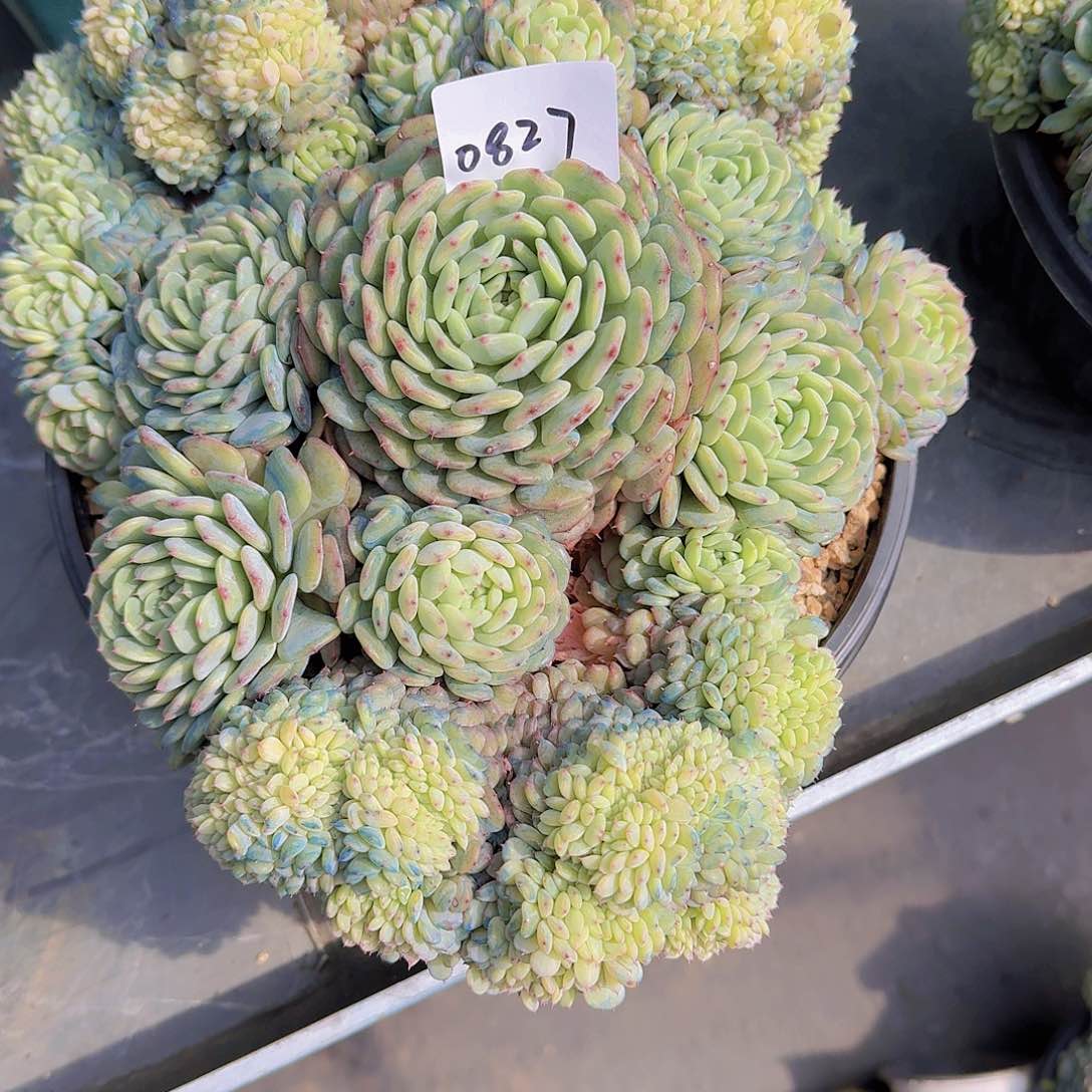 一**阳0827白胖子多肉