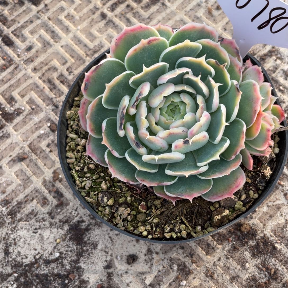 不包整散 盆子不售后0780