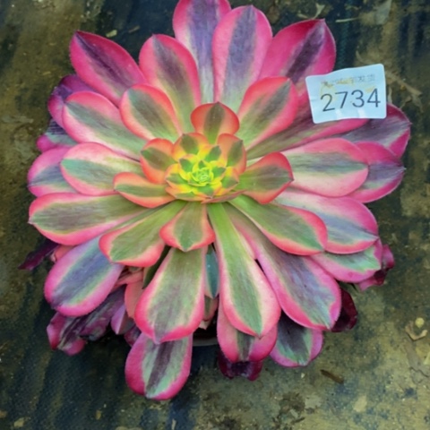 美杜莎多肉植物量拍