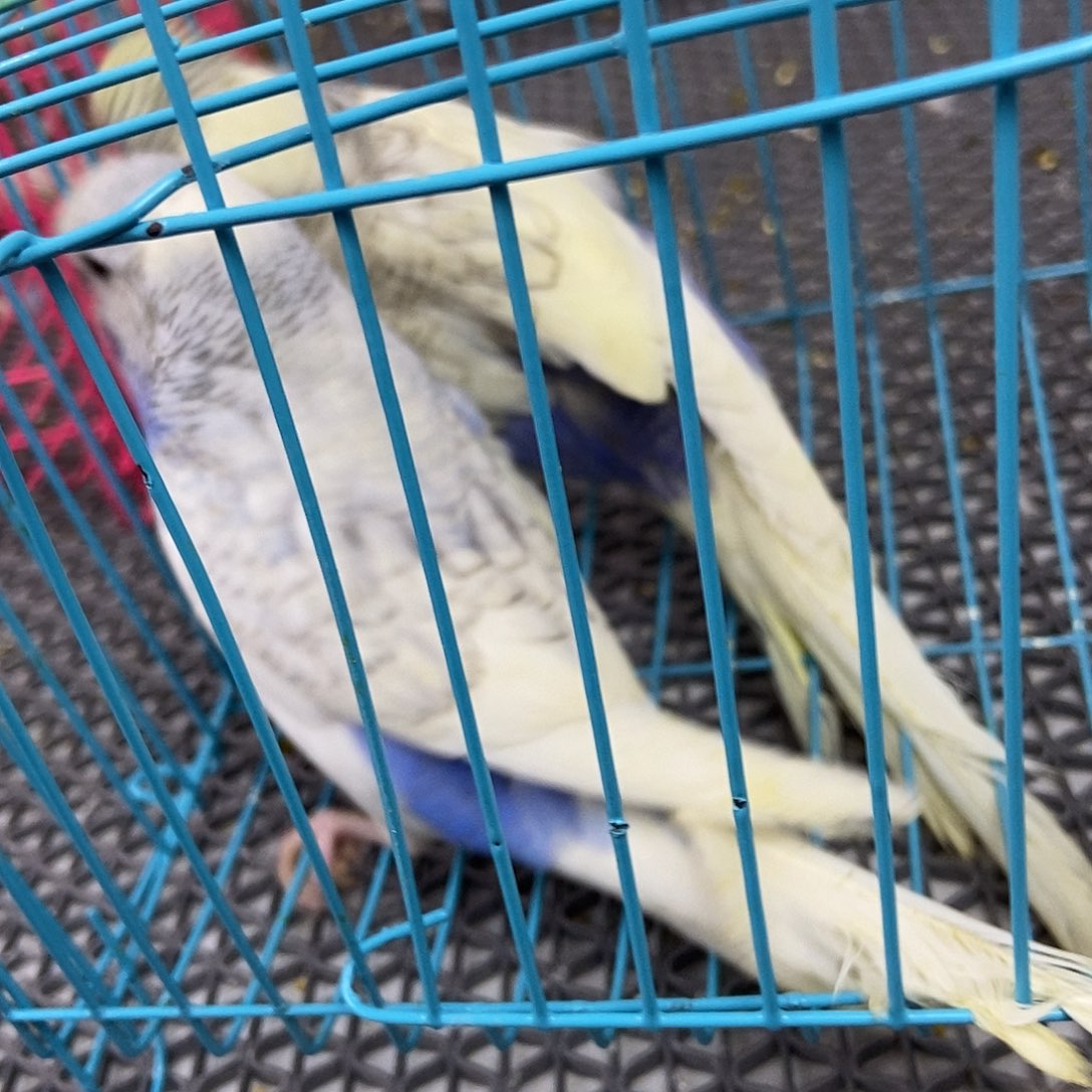 *****虎皮鹦鹉虎皮鹦鹉