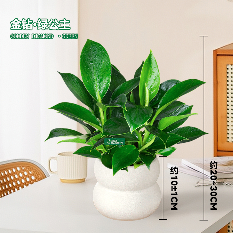 【金钻绿公主】盆栽（20~30CM）室内净化空气四季常青土培花卉绿植