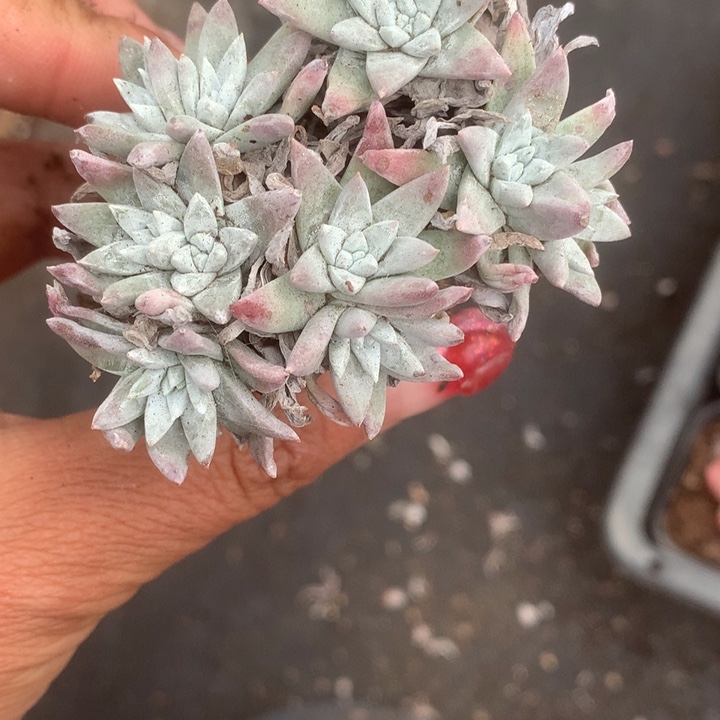 白菊。（满9.99包邮不满9.99发叶子）