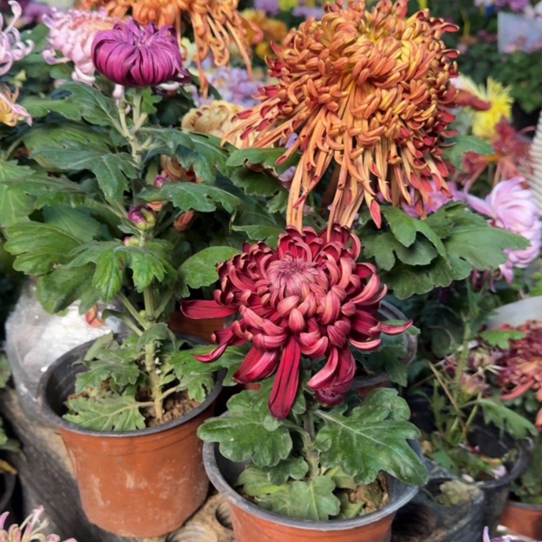 用***1完全开放墨萍 雄狮 大紫球