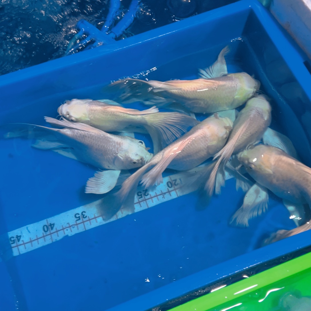 蝴蝶鲤鱼用****3蝴蝶鲤包邮300