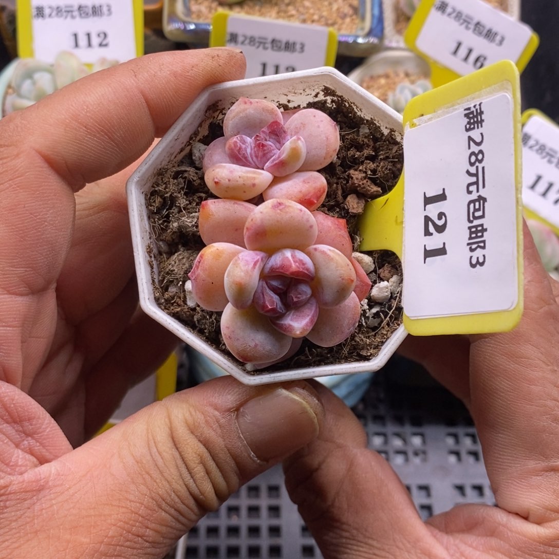 3121糖心星星趴地双多肉