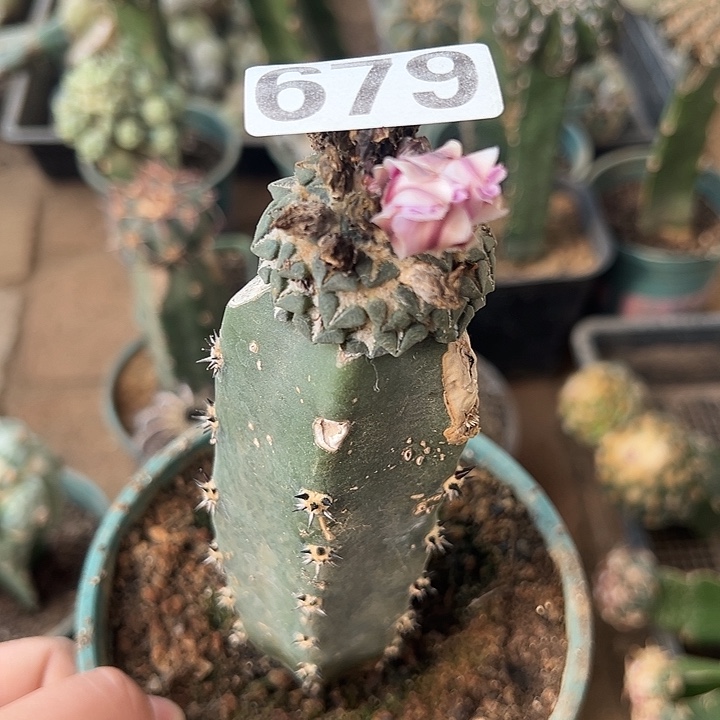 星***购仙人球679号仙人球