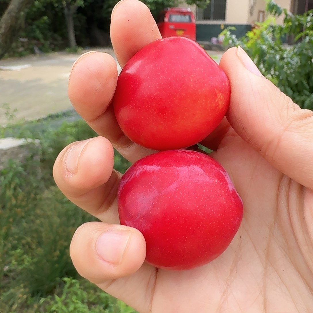 布朗5斤中国大陆