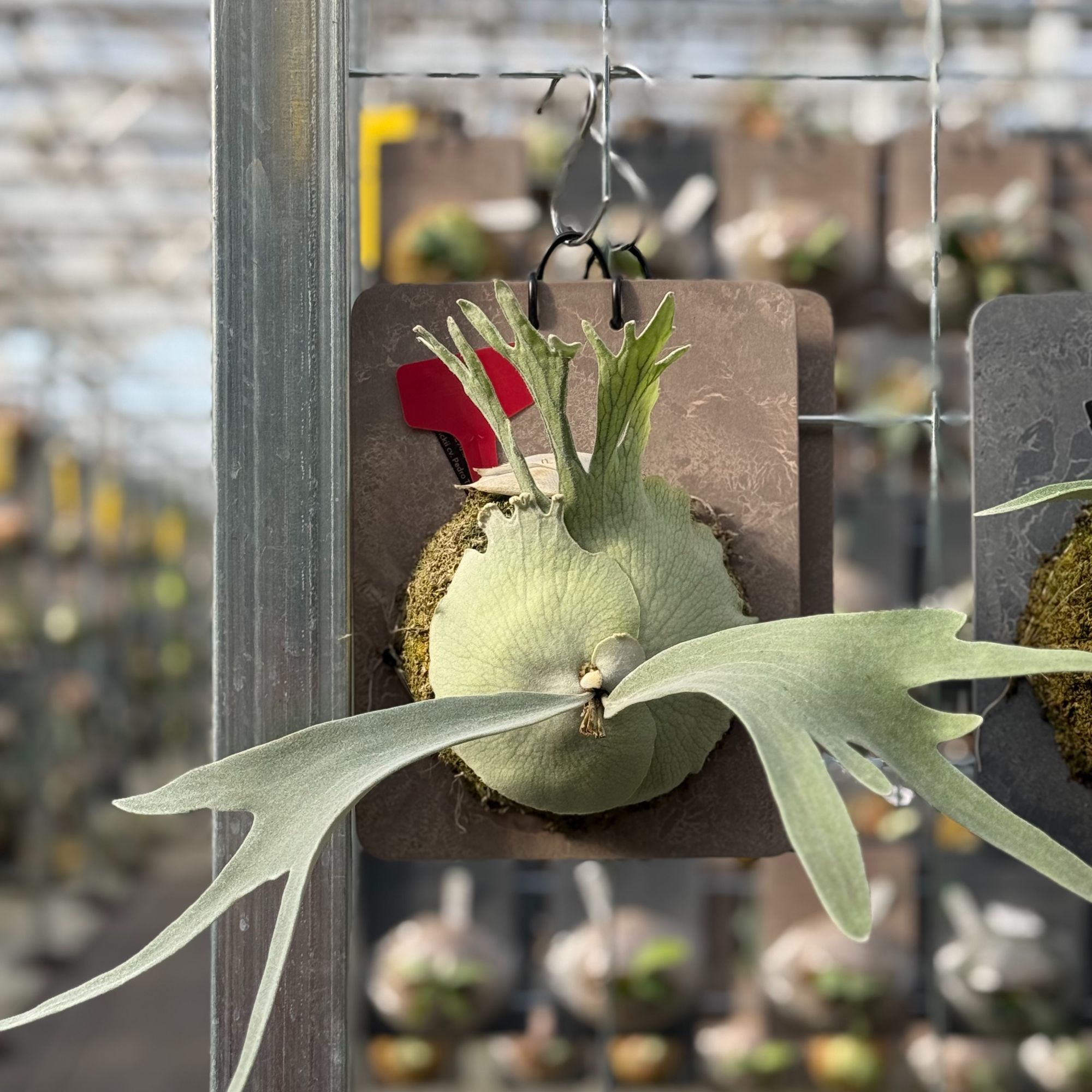 佩德罗鹿角蕨高冠经典附生植物绿植