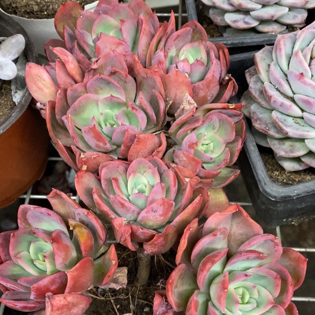绮罗仙子四头起发两盆