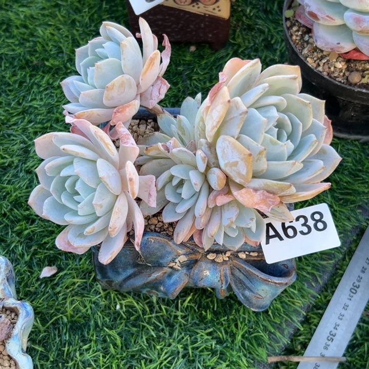 风****A638老桩白茶一物一拍29.9