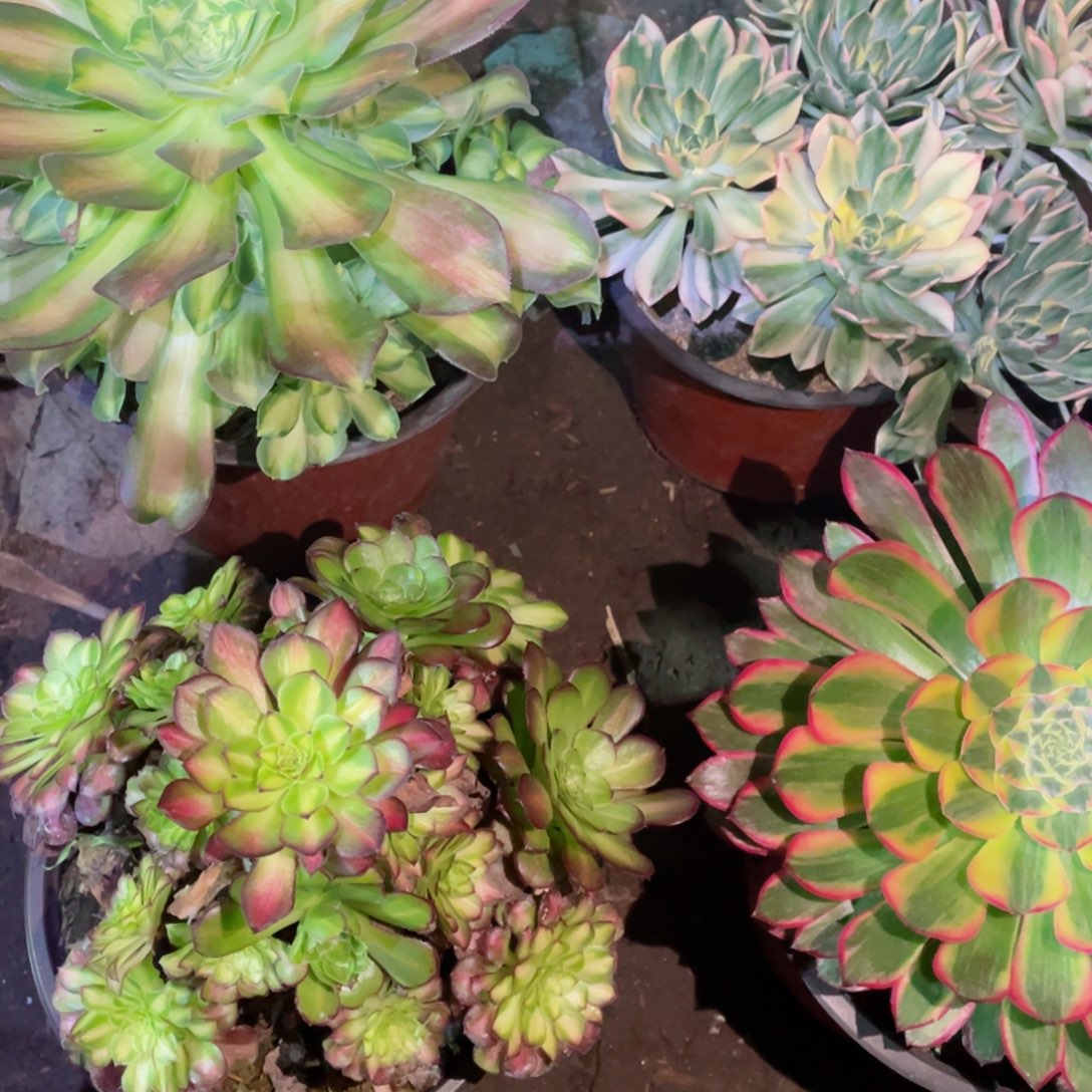 多肉植物组合4颗522