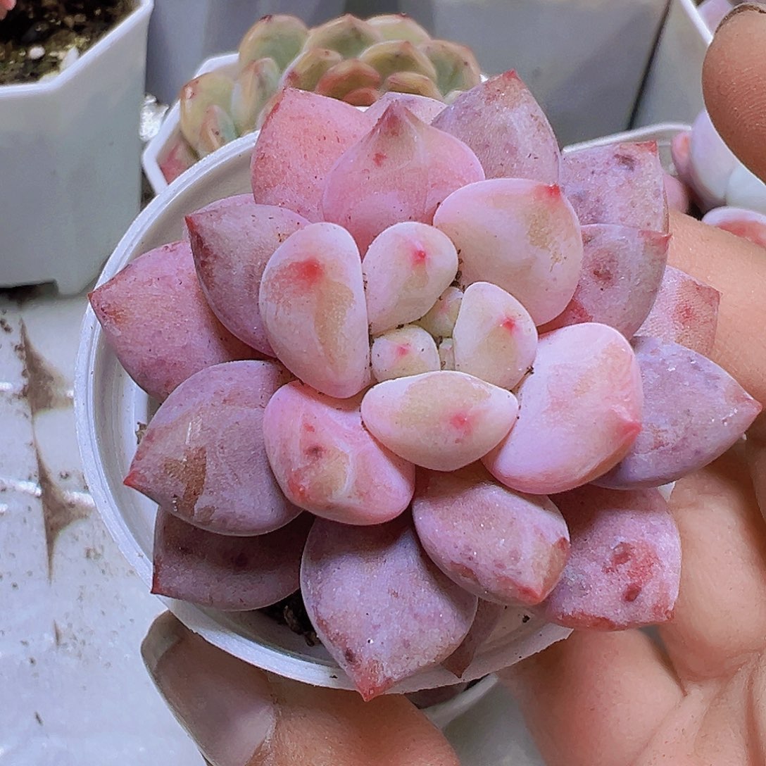 半夏19包邮多肉植物