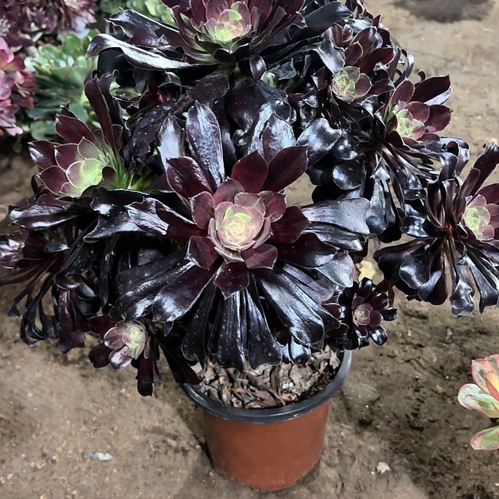 多肉植物欧若拉121