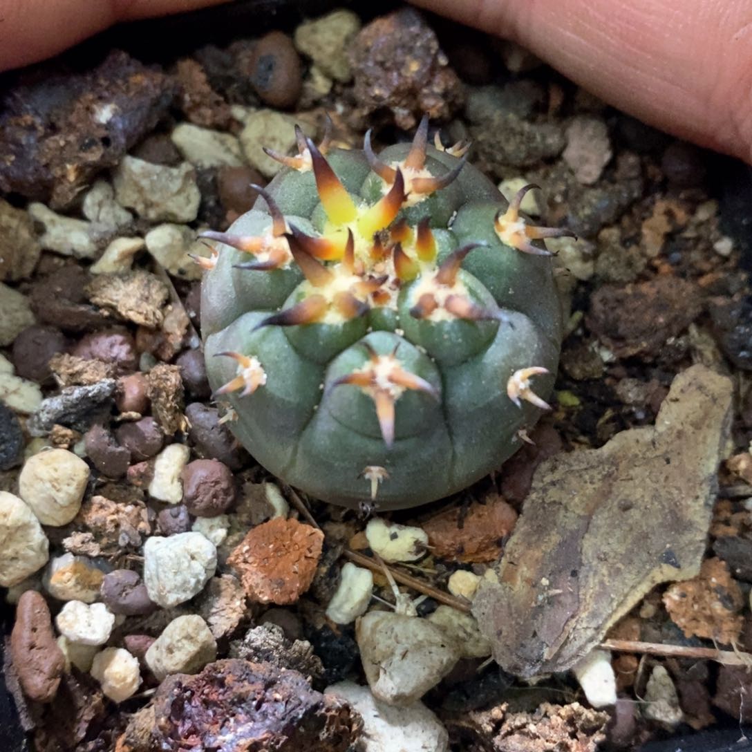 孤品实生优选粗刺猫爪2.6cm