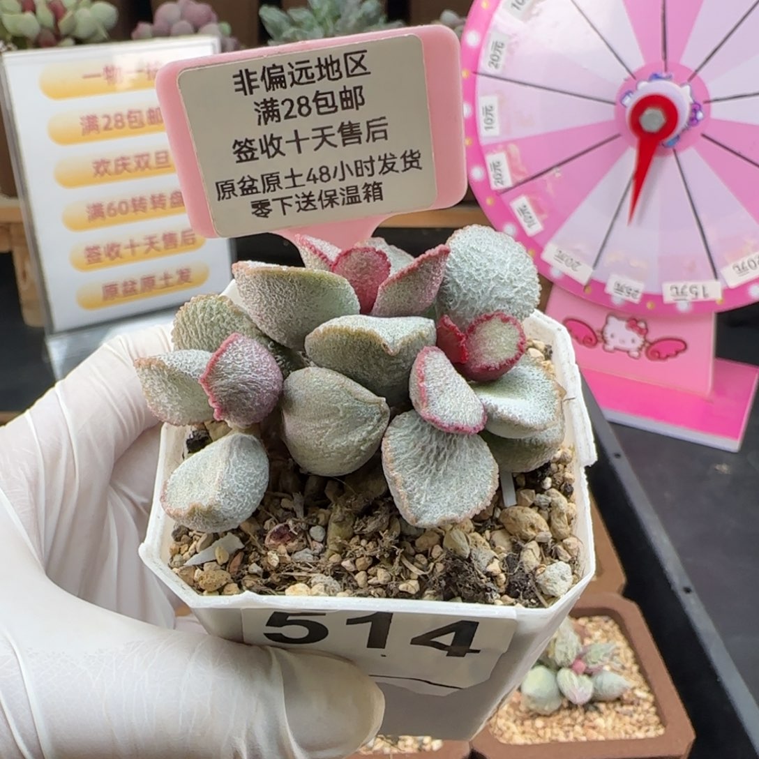 迷***痴514圣姬多肉植物补差