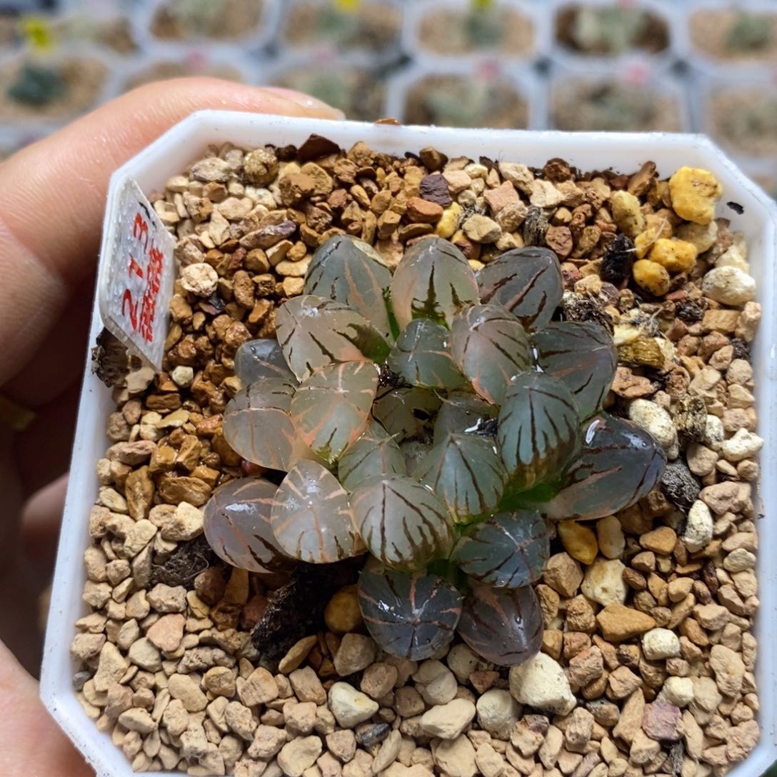 213霓虹灯十二卷多肉植物