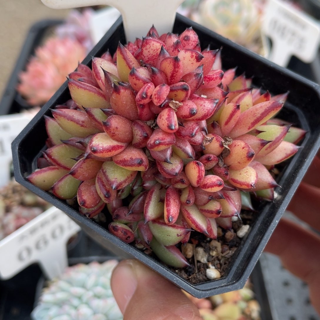 0615不认识不带盆7厘米