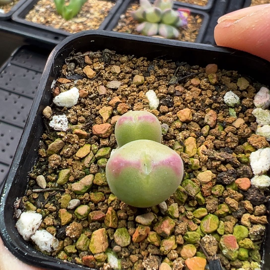 174双头将杂一棵特