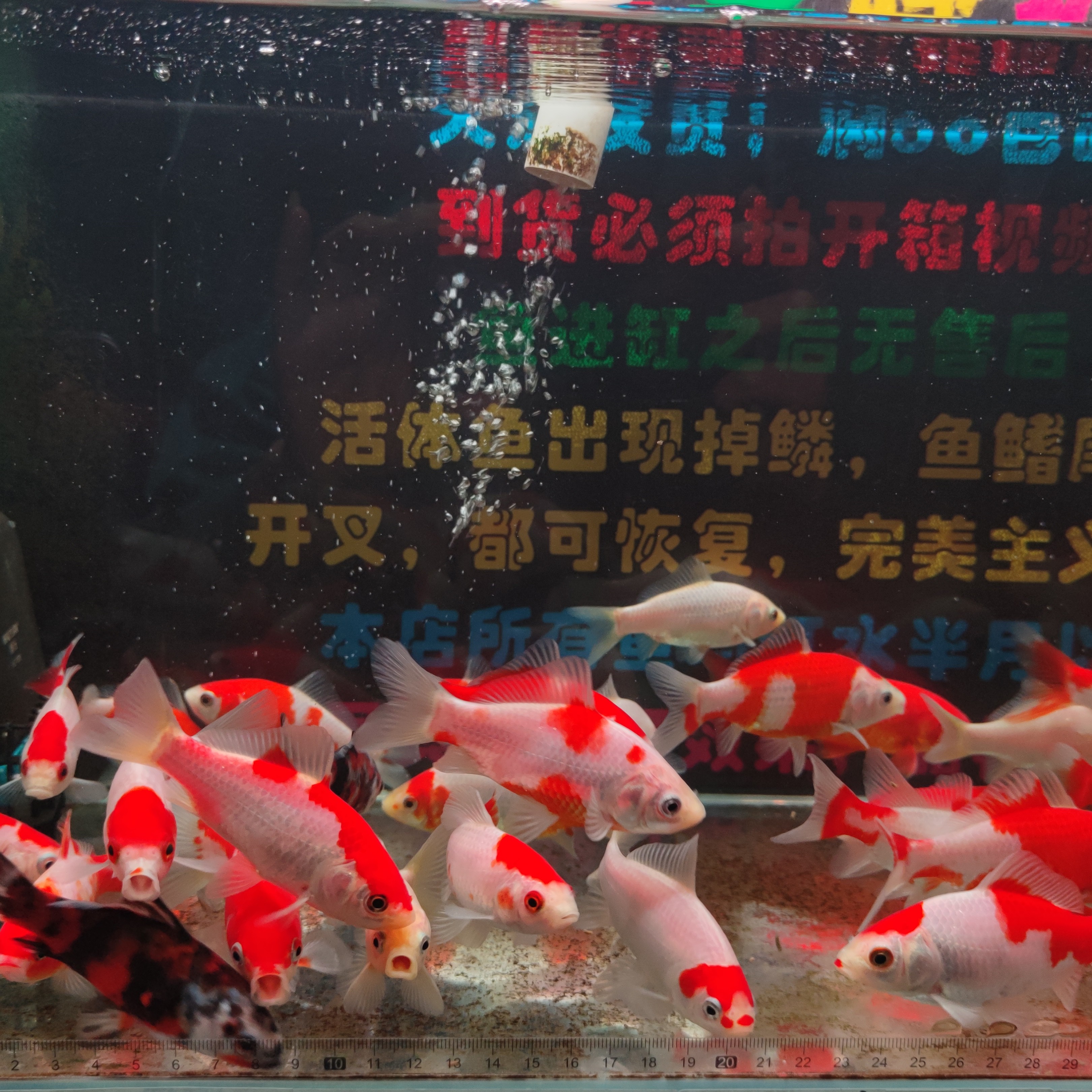 红白短尾草金鱼，品相随机，7-12厘米。