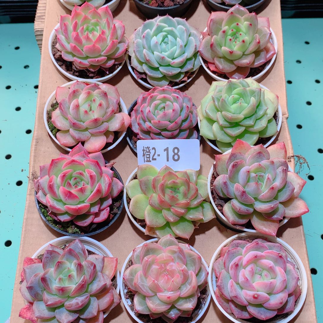 2-18一物一拍多肉带盆18颗