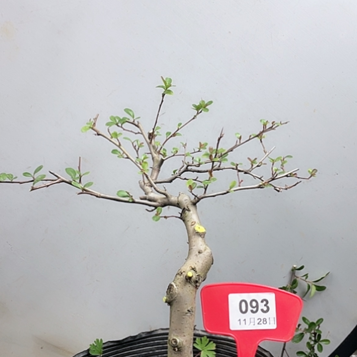 【闪购商品】无花朵093