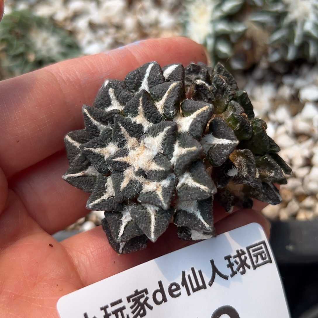 759 有根 仙人球的世界里