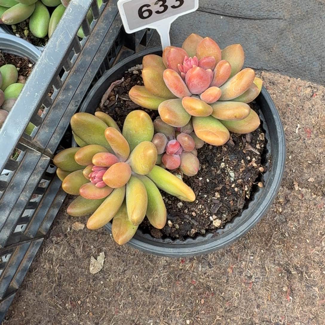 多肉植物塔尔萨sp633