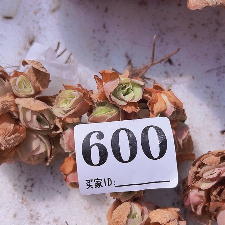 方***面小洛溪4盆600脱土
