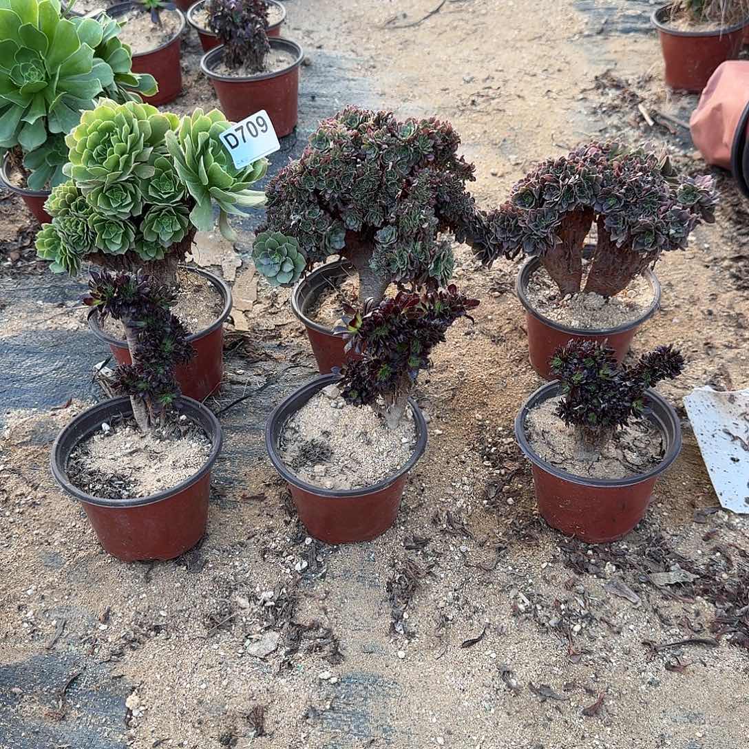 709绿缀玫瑰万缀黑法师微瑕共6颗