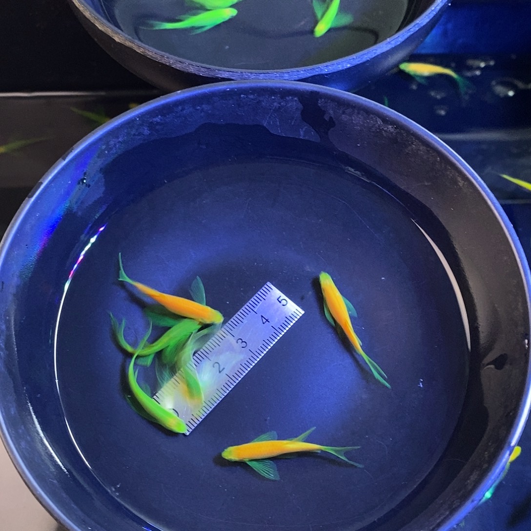 斑马鱼蝶翼斑马3龙3绿➕1备损