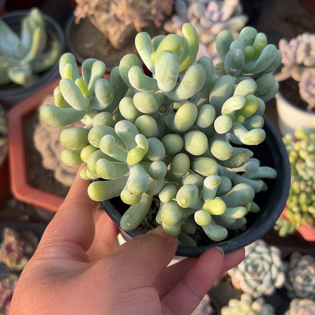 多肉植物多肉植物