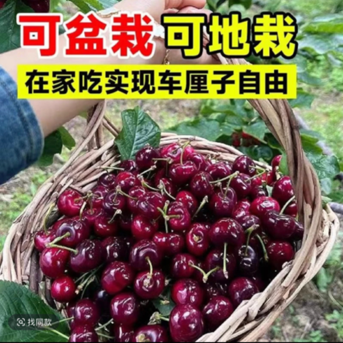 【车厘子树苗】樱桃苗盆栽地栽南方北方阳台庭院果树苗商品图