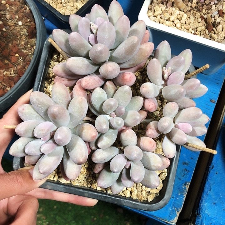 汤圆平头捧花多肉植物