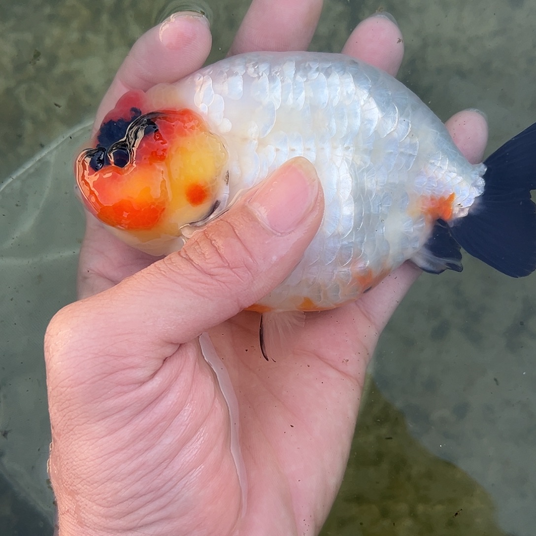 金鱼木木与兰寿专场金鱼