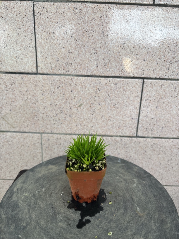 极姬三年剃头老桩